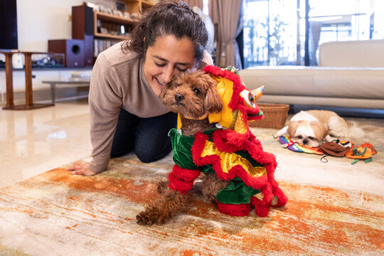 Adorable dog in colorful costume at home