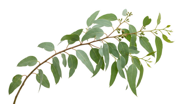 Eucalyptus Branch with Leaves: A delicate eucalyptus branch showcases its signature slender, lance-shaped leaves and small buds, against a clean backdrop, highlighting its natural elegance.