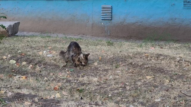 A fluffy long-haired tabby cat forages and eats food found on the ground in a patch of dry grass. A blue and beige building wall is visible in the background of the urban scene.