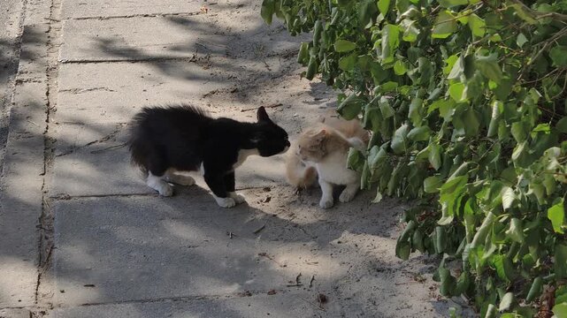 Black cat and a ginger cat in a tense standoff on a sidewalk near bushes. The top-down perspective emphasizes the spatial dynamic of this territorial aggression between feral males.
