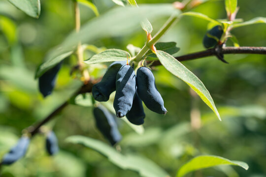 Honeysuckle berries during a vibrant summer harvest