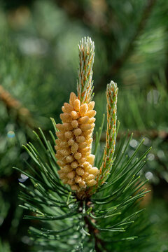 Close-up of pine cone on evergreen branch
