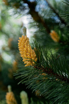 Close-up of pine cone on an evergreen pine tree branch