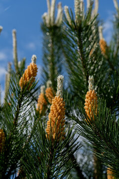 Pine cones growing on lush evergreen branches