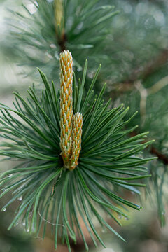 Close-up of a vibrant pine tree branch