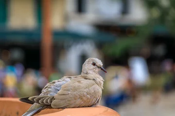 Eurasian collared dove rests on a terracotta ledge in a square in Cannes, France © SvetlanaSF