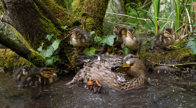 Female mallard duck with ducklings in woodland pond