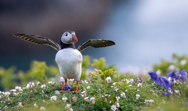 Atlantic puffin on Skomer Island during spring sunset