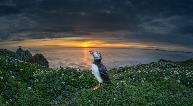 Atlantic puffin at sunset on Skomer Island coast