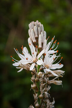 White Asphodel blooming in natural habitat