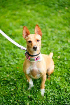 Small brown dog on leash sitting in grassy park