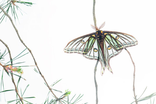 Spanish moon moth Male perched on pine twig isolated