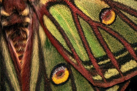 Close-up of male Spanish moon moth wing with eyespots