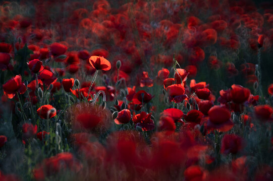 Vibrant red poppies in soft light painting