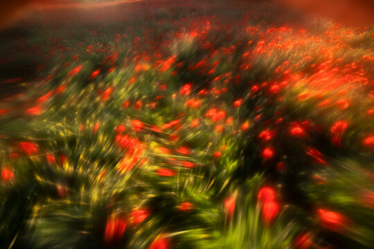 Abstract depiction of blooming red poppies in sunlight