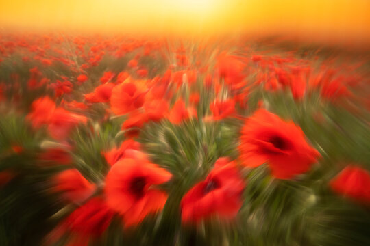 Ethereal display of red poppies in artistic bloom