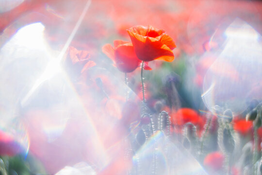 Ethereal red poppies at a botanical flower show
