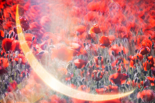Ethereal light over red poppies in a vibrant field