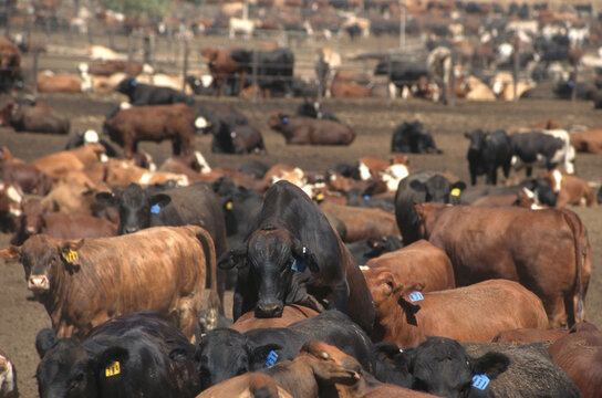 Cattle rendering plant feedyard.