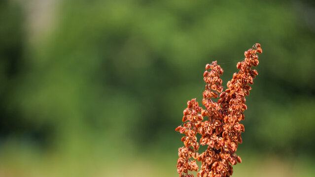 Brown Dock Seed Heads Against Soft Green Natural Background