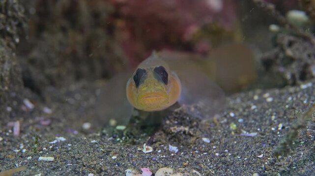 Blackeyed goby snags food passing by in surge.