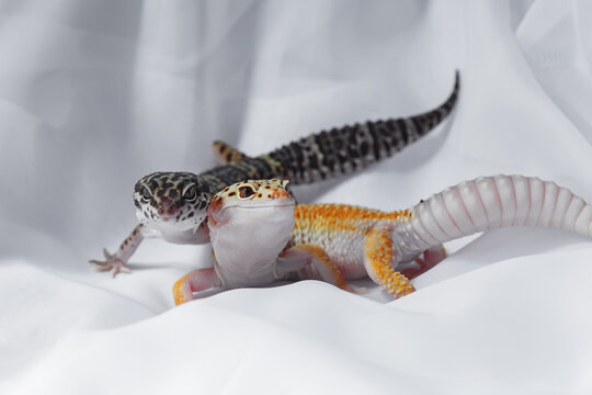 Two Eublepharis gecko on white fabric studio background