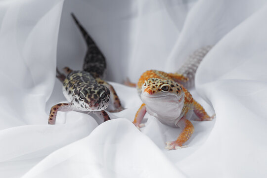 Two Eublepharis gecko lizard on white fabric background