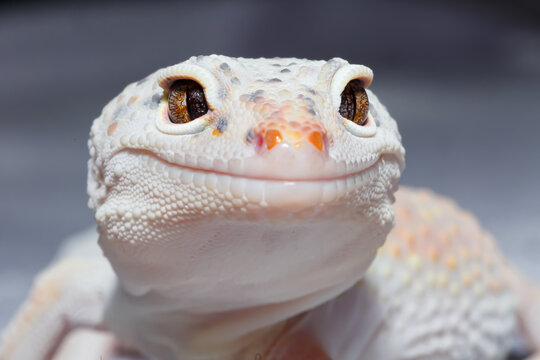 Closeup portrait of albino Eublepharis gecko reptile