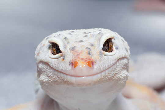 Close up portrait of Eublepharis gecko face and eye