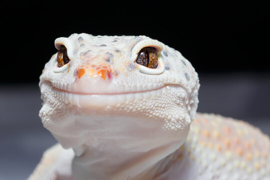 Close up portrait of Eublepharis leopard gecko