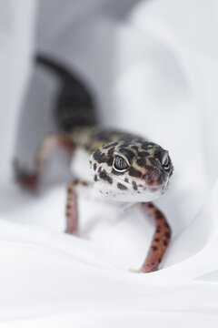 Leopard gecko Eublepharis in white tunnel closeup