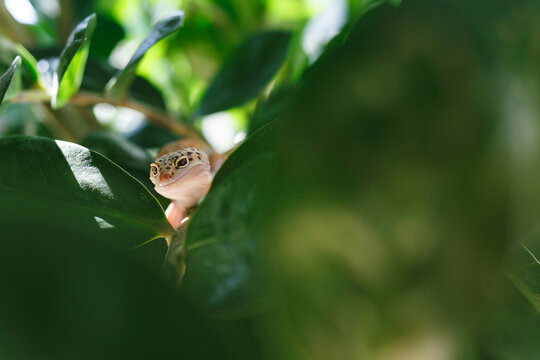 Leopard gecko Eublepharis hiding among green leaf