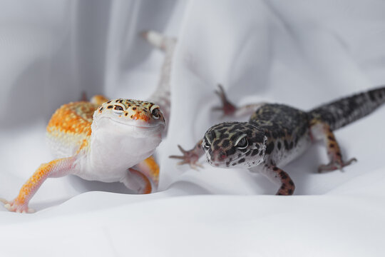 Leopard gecko pair on white fabric in soft light