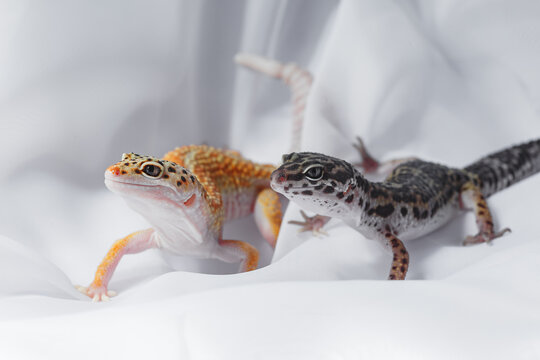 Two Eublepharis geckos on white fabric in close up