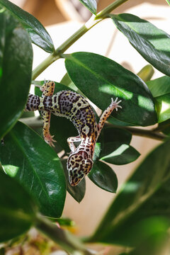 Leopard gecko lizard resting on green leaves in sunlight
