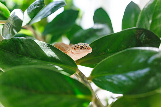 Leopard gecko peeking from green leaves in bright light