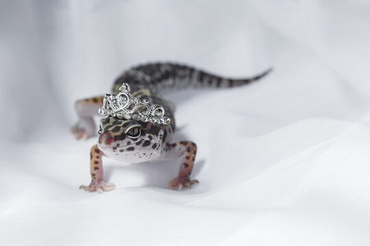 Leopard gecko wearing a tiara on white background