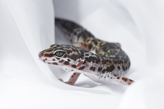 Leopard gecko Eublepharis lizard on white background