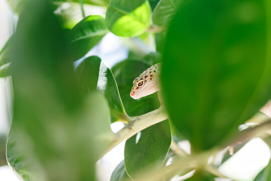 Leopard gecko peeking through green leaves in bright light