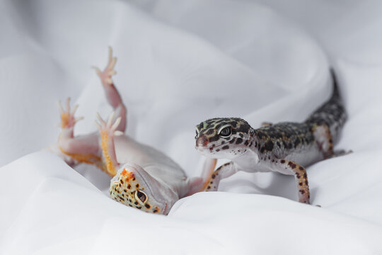 Leopard gecko Eublepharis on white fabric