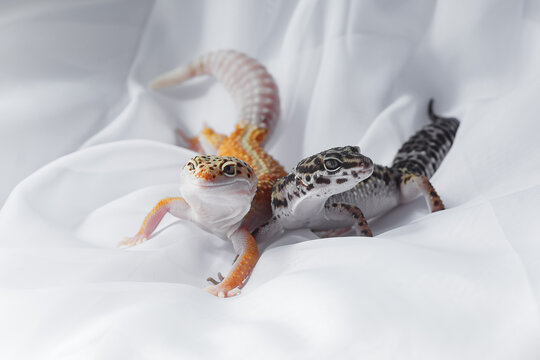 Leopard gecko pair on white fabric studio background