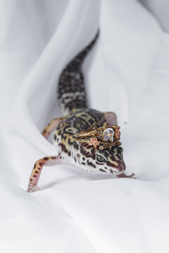 Leopard gecko wearing small crown on white fabric