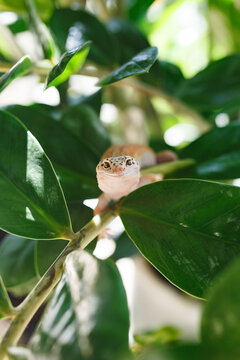 Leopard gecko resting on leafy branch in soft light
