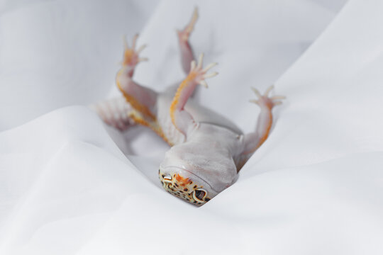 Leopard gecko Eublepharis on white fabric background