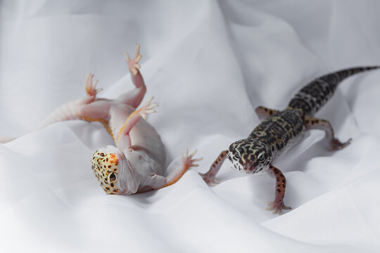 Leopard gecko pair on white fabric in studio light