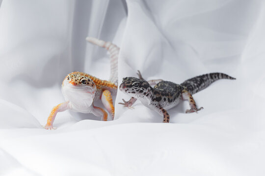 Two Eublepharis gecko lizard on white fabric background