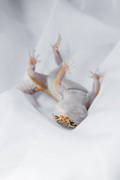 Albino Eublepharis gecko on white paper background