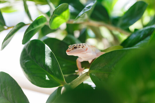 Leopard gecko Eublepharis resting among green leaf