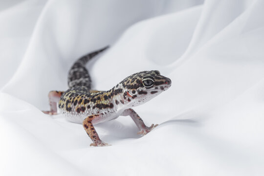 Leopard gecko Eublepharis on white fabric background