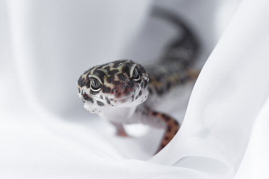 Close up of Eublepharis lizard on white fabric background